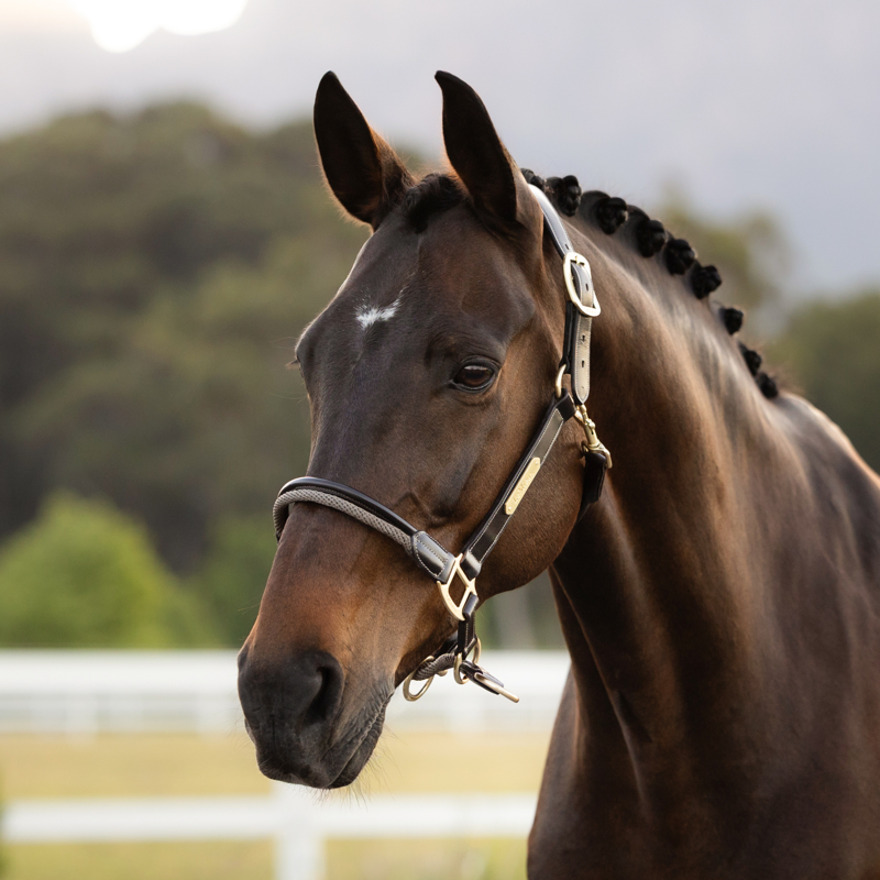 LeMieux Rope Control Headcollar - Pecan-1