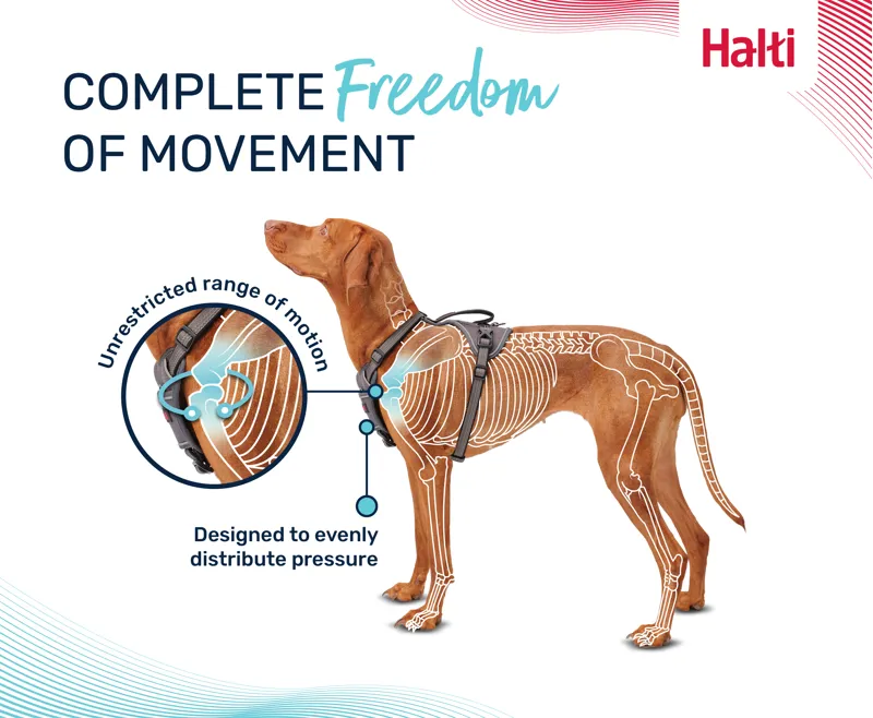 Halti Anatomy Harness - Teal-2