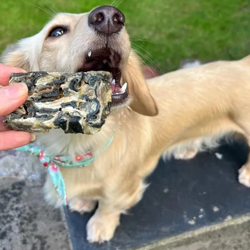 JR Pet Products Cod Fish Fingers-1