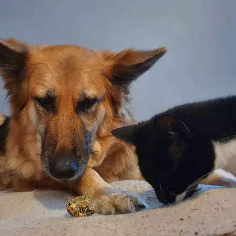 JR Pet Products Cod Fish Skin Cubes-1