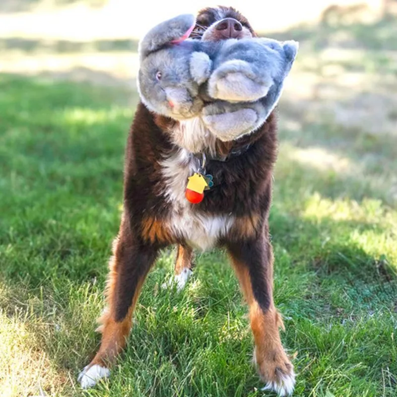 KONG Toughz Bunny - Medium-2