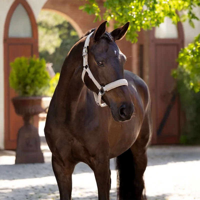 LeMieux Essence Headcollar - Stone-1