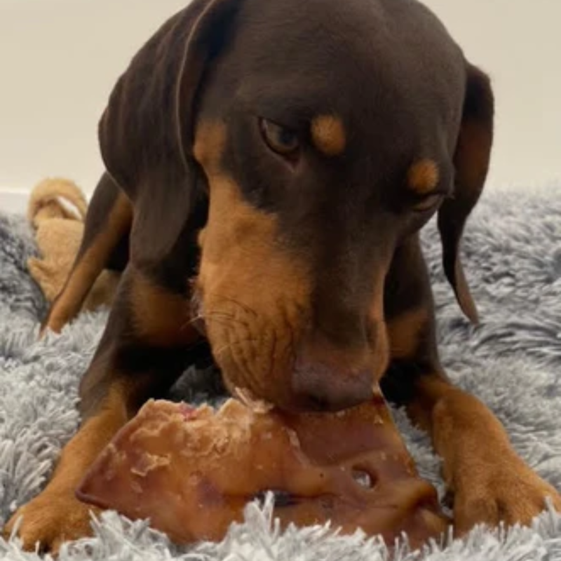 JR Pet Products Pig Ear-1