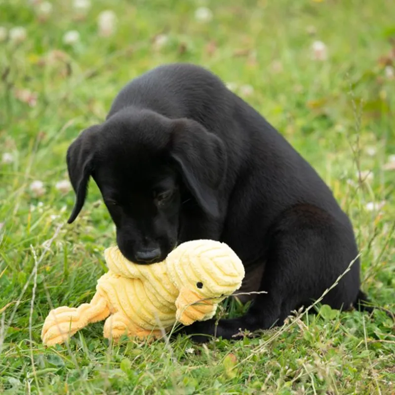 Petface Denny Duckling Plush Toy-4