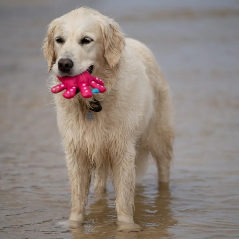 Petface Little Floating Octopus Toy-2