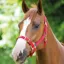 Shires Adjustable Headcollar - Red