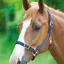 Shires Adjustable Headcollar - Navy