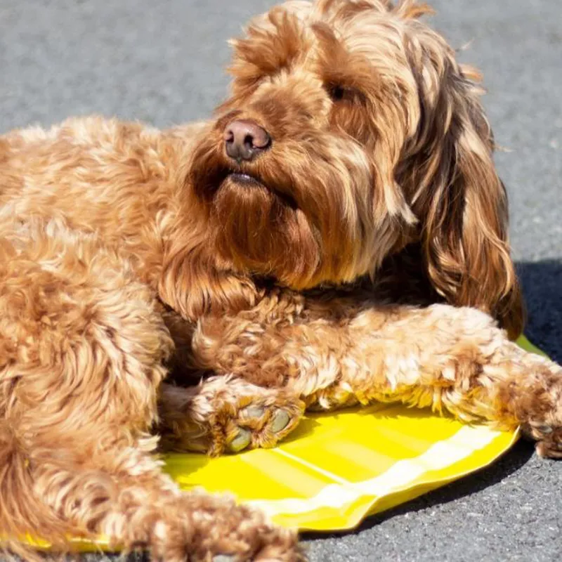 Rosewood Lemon Print Circular Cool Mat-1