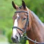 Bridleway Melton Padded Raised Flash Bridle - Black