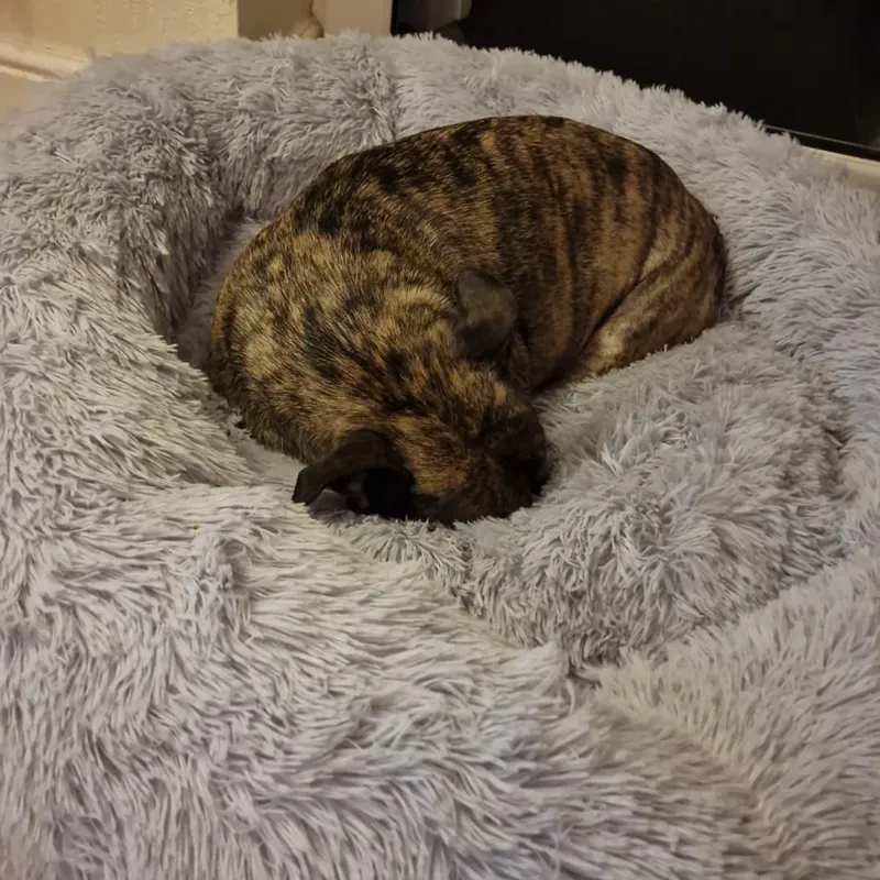 Snug and Cosy Anti Anxiety Donut Bed - Grey-1