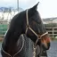 Cameo Headcollar and Rope - Black/Gold