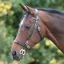 Velociti GARA Plain Inhand Bridle - Havana