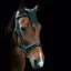 Cameo Anatomic Comfort Bridle - Black