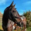 Cameo Anatomic Grackle Bridle - Black