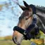 Cameo Deluxe Headcollar - Navy