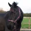 Cameo Headcollar and Leadrope - Aubergine