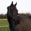 Cameo Headcollar and Leadrope - Teal 