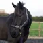 Cameo Headcollar and Leadrope - Navy 