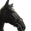 Cameo Hunt Bridle - Black