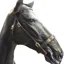 Cameo In Hand Bridle With Lead - Brown