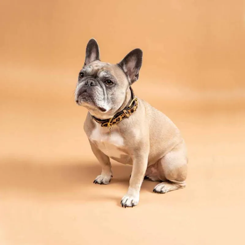 Digby and Fox Cow Hair Dog Collar - Leopard-1