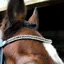 EcoRider Freedom Clasp Browband - Juliette Black