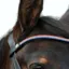 EcoRider Freedom Clasp Browband - Victoria Black