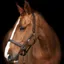 Equilibrium Stellar Headcollar - Brown