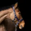 Equilibrium Stellar Headcollar - Navy