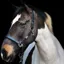 Equilibrium Stellar Headcollar - Black