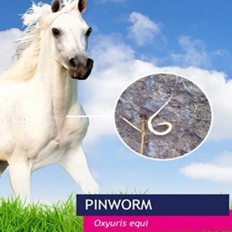 Equine Pinworm Test Kit