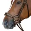 Fairfax Drop Noseband - Brown