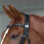 Fairfax Performance Snaffle Headpiece - Brown