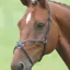 Velociti GARA Mexican Noseband - Black