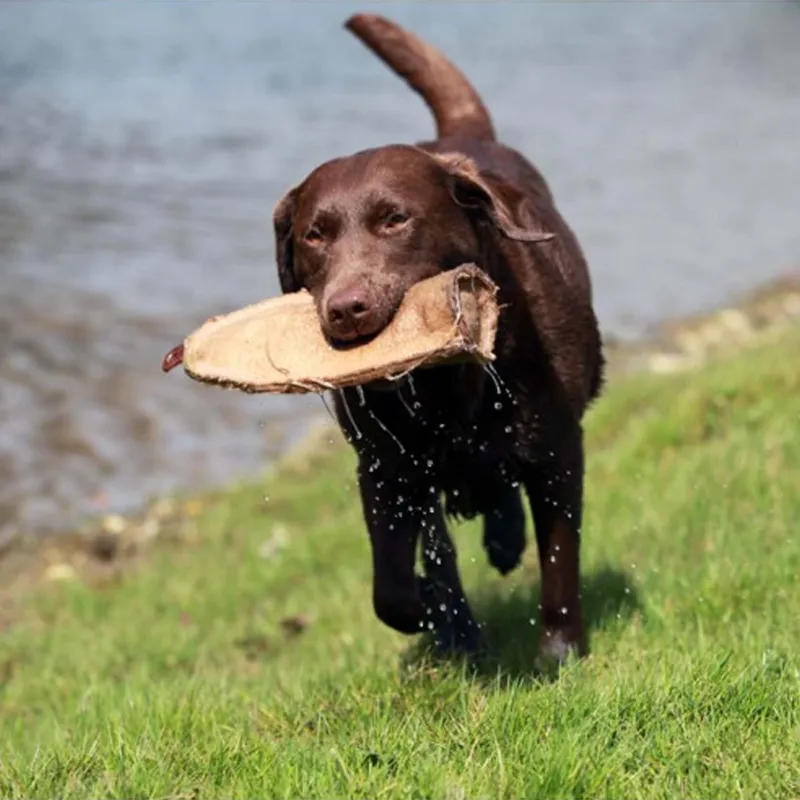 Green and Wilds Crinkler Dog Toy-1