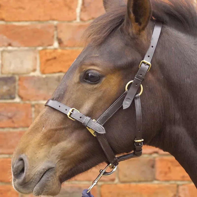 Hy Equestrian Leather Foal Head Collar - Brown