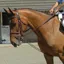 John Whitaker Training Rein - Brown