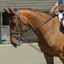 John Whitaker Training Rein - Black