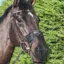 LeMieux Comfort Nose Shield - Brown