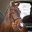 Lusso Padded Raised Flash Bridle - Havana