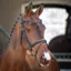 Lusso Padded Raised Flash Bridle - Black