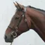 Mackey Classic In-Hand Bridle - Black