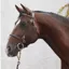 Mackey Classic In-Hand Clincher Bridle - Brown
