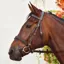 Mackey EquiSential Bridle and Reins - Brown