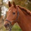 Mackey Knotted Halter - Night Blue