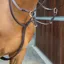 Lusso Running Martingale Black