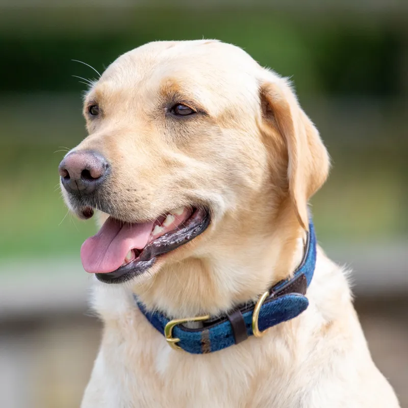 Digby and Fox Tweed Dog Collar - Navy-1