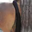 Premier Equine Padded Tail Guard with Tail Bag - Black