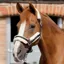 Premier Equine Techno Wool Lined Head Collar - Burgundy