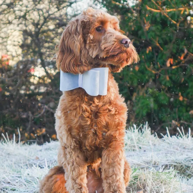 Rosewood Velvet Silver Bow-1